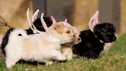 Happy Easter to everyone