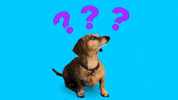 GOT QUESTIONS?? I'VE GOT ANSWERS!