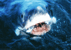 Write on Wednesday, Follow Up Thursday, and watch JAWS for our Movie Club