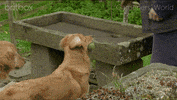 Gardening with Dogs 🏡