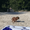 Zoomies & Brain Games! 🧠