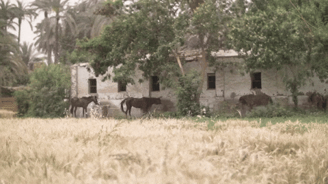 رسم بياني يوضح تكاليف التحويلات كنسبة مئوية من المبلغ المحول