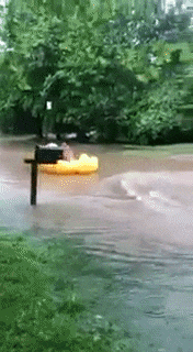 GIF from GIPHY