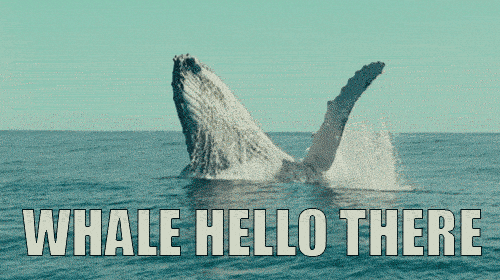 GIF from GIPHY