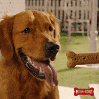 Snoop Dogg GIF by BuzzFeed