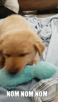 Dog Puppy GIF by Laurentian University