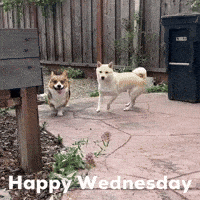 Happy Wednesday GIF