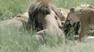 african cats big cat week GIF by Nat Geo Wild 