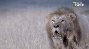 african cats big cat week GIF by Nat Geo Wild 