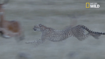 african cats big cat week GIF by Nat Geo Wild 