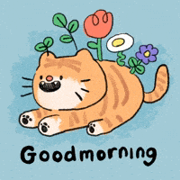 Good Morning Cat GIF