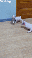 Dogs Puppies GIF by ViralHog