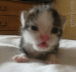 Giphy - kitten roar GIF