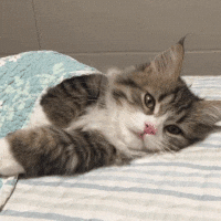 Giphy - Nap Sleeping Cat GIF