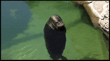 sea lion spinning GIF