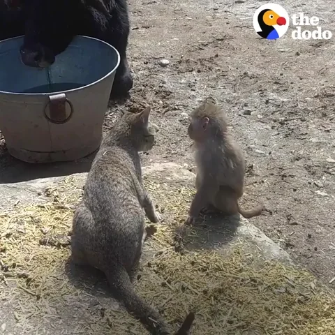 Cat Pet GIF by The Dodo