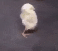 Bird Lol GIF by JustViral
