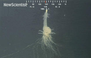 church of the flying spaghetti monster GIF by Digg