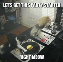 International Cat Day GIF