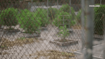 viceland GIF by WEEDIQUETTE