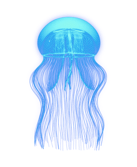 Jellyfish