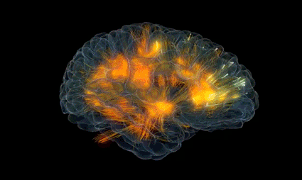 Cerebro Humano GIFs - Find & Share on GIPHY