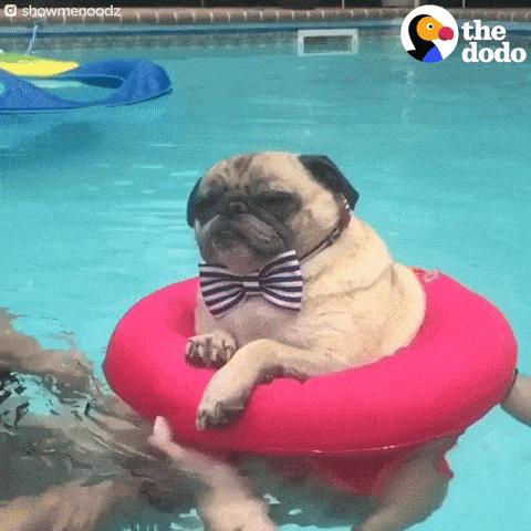 giphy-downsized.gif
