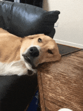 giphy-downsized-medium.gif