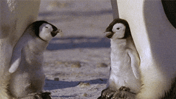 penguin GIF