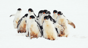 penguin GIF