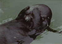 Vintage Swimming GIF by US National Archives