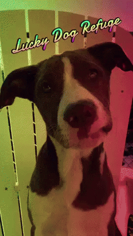 Ldr GIF by Lucky Dog Refuge