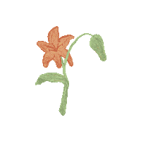 Lily Sticker