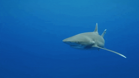 white tip coming GIF by Shark Week