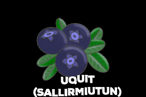 Inuvialuit GIF by Tusaayaksat Magazine