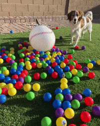Sport Dog GIF by MLB