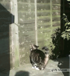 cat moving GIF by Cheezburger
