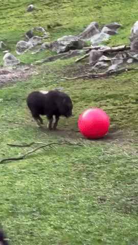 'Spunky' Muskox Calf Charges Ball at Tacoma Zoo