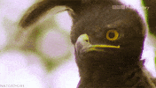bird beatiful GIF