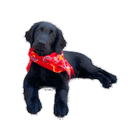 Black Dog Puppy Sticker by saltydogcafe