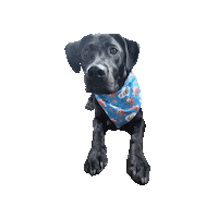 Black Dog Onomatopoeia Sticker by Geekster Pets