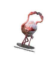 parcodeltapo nature bike bird duck Sticker