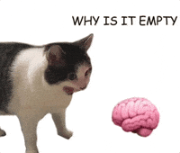 Confused Cat GIF