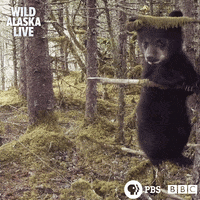 Bbc One Bear GIF by BBC