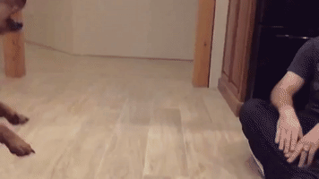 Ammo the Dachshund Attacks Some Balloons