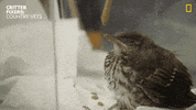 National Geographic Aww GIF by Nat Geo Wild