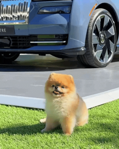 Cute Dog Pomeranian GIF