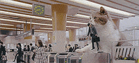 china cats GIF