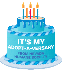 Adopt Happy Birthday Sticker by Nevada Humane Society