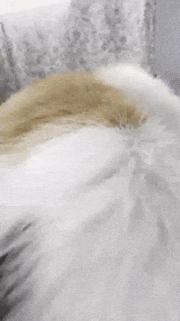Cute Cat GIF